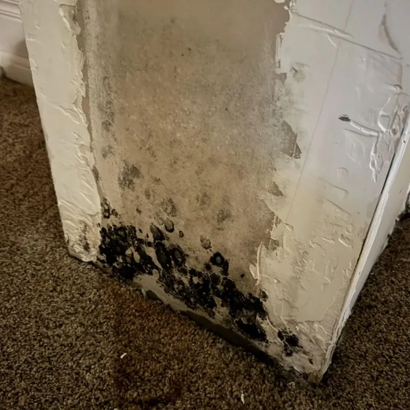 Professional Mold Removal in Derma, MS